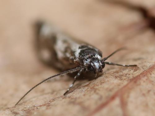 Ethmia quadrillella